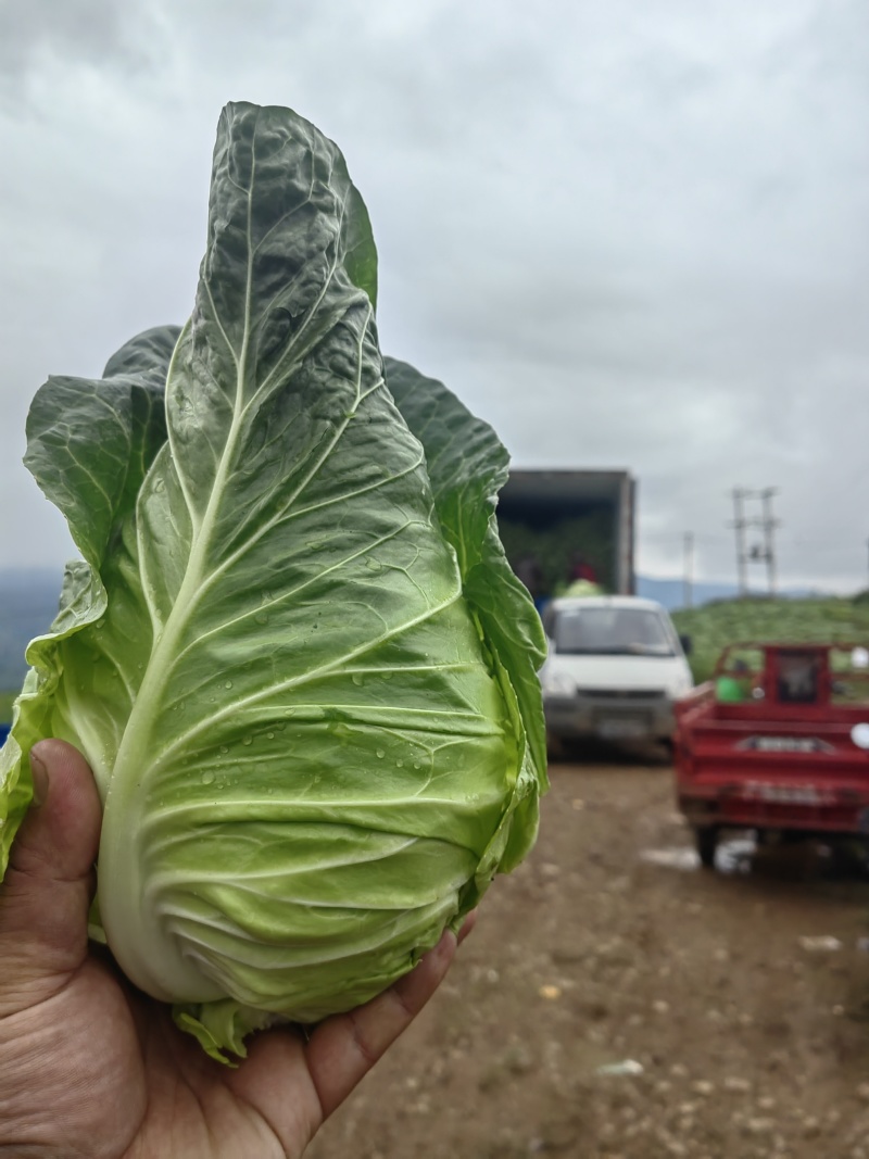牛心菜