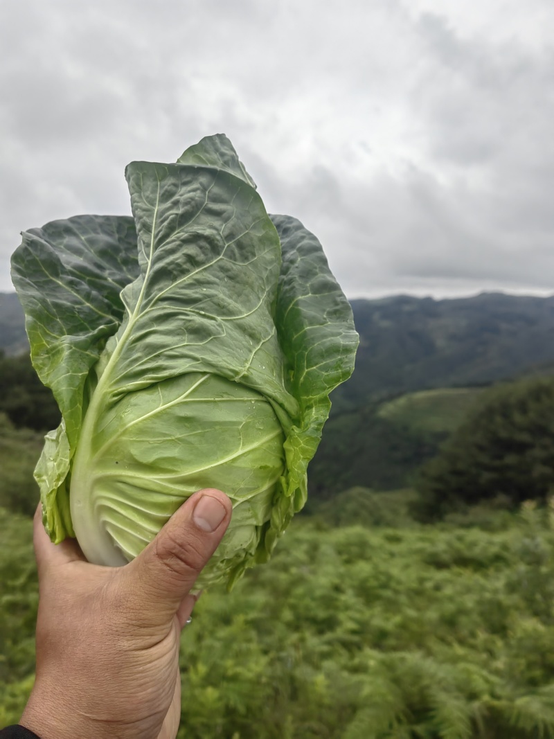 牛心菜
