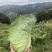 牛心菜