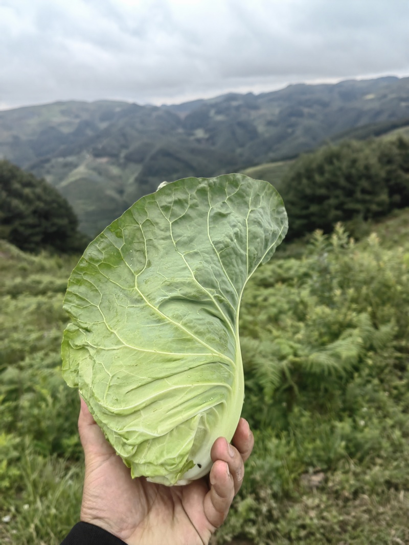 牛心菜