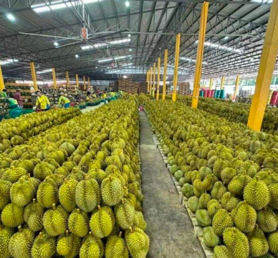 地图展示泰国东部尖竹汶府、罗勇府、春武里府的地理位置,标注主要榴莲种植区,配有气候数据图例和土壤剖面示意图 泰国金枕榴莲核心产区地图标注