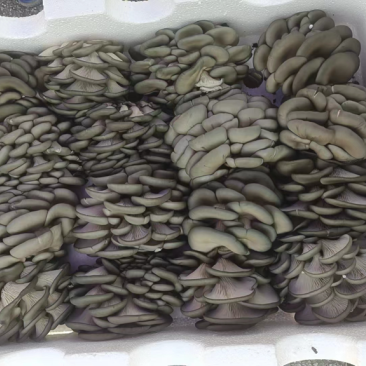 平菇大量新鲜货批发零售价格合适