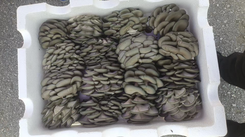 平菇大量新鲜货批发零售价格合适