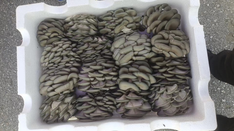 平菇大量新鲜货批发零售价格合适