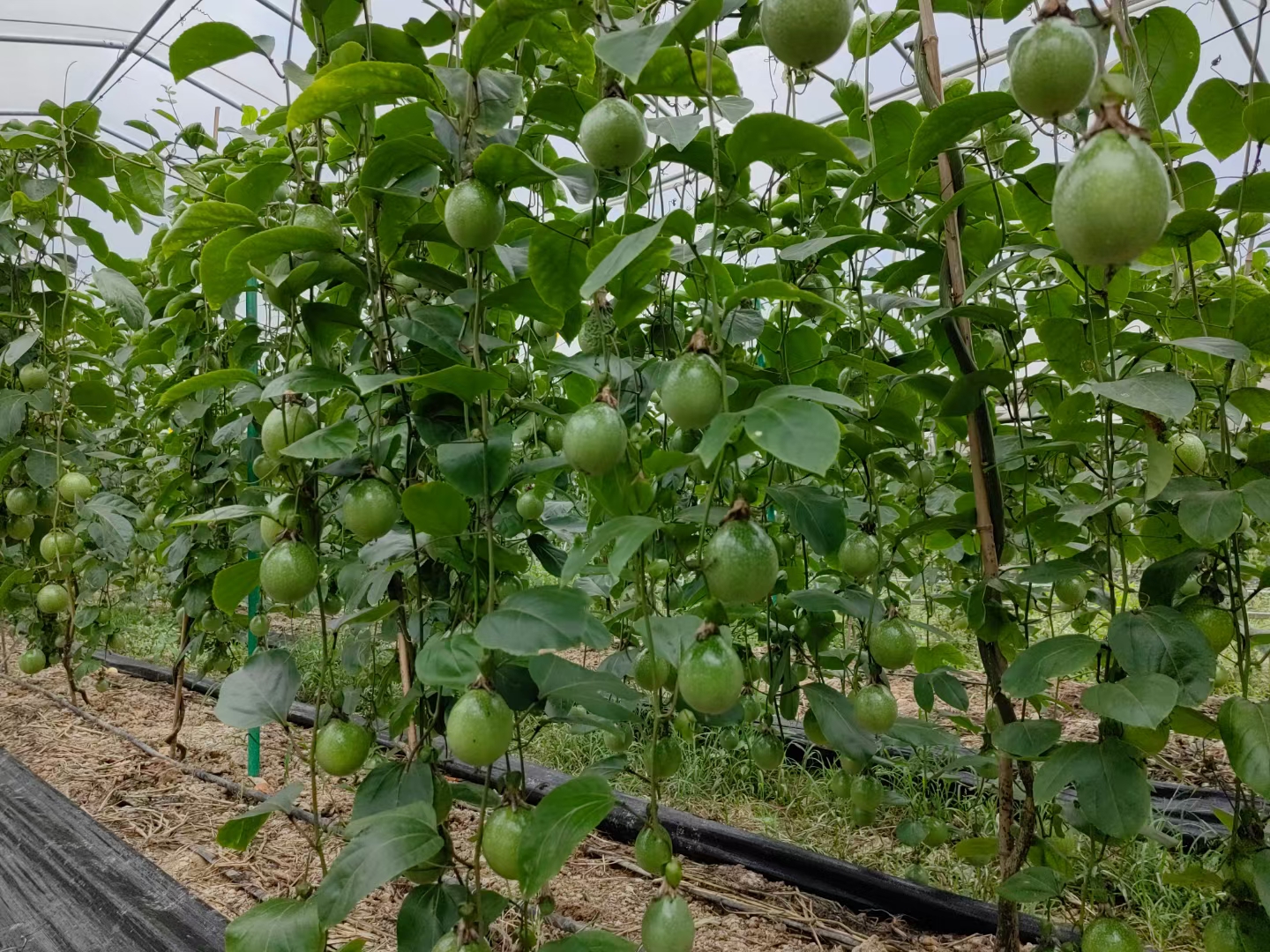 黄金百香果在低温下的冻伤叶片 黄金百香果植株在低温环境下的叶片冻伤现象