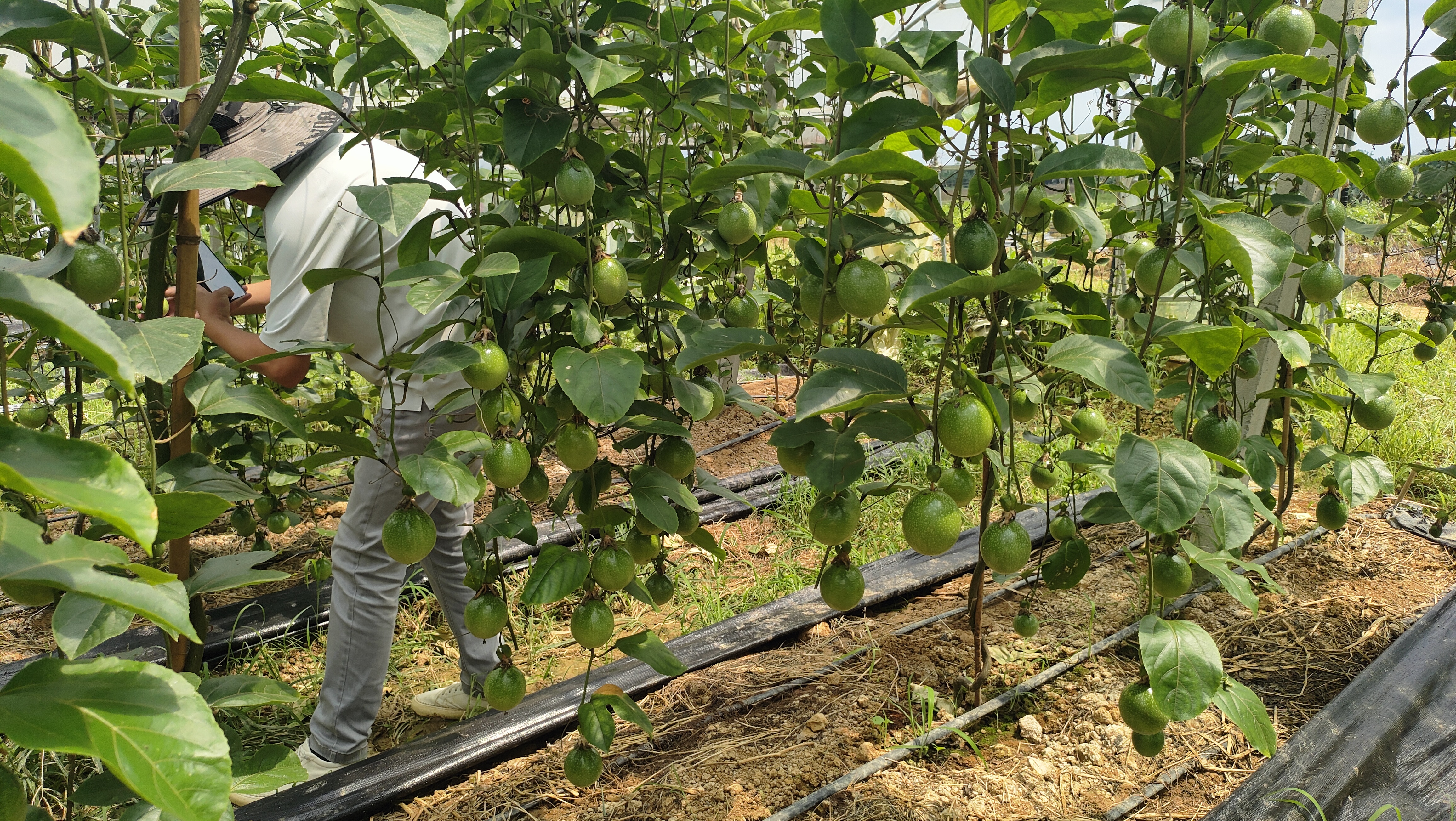 黄金百香果加工生产线