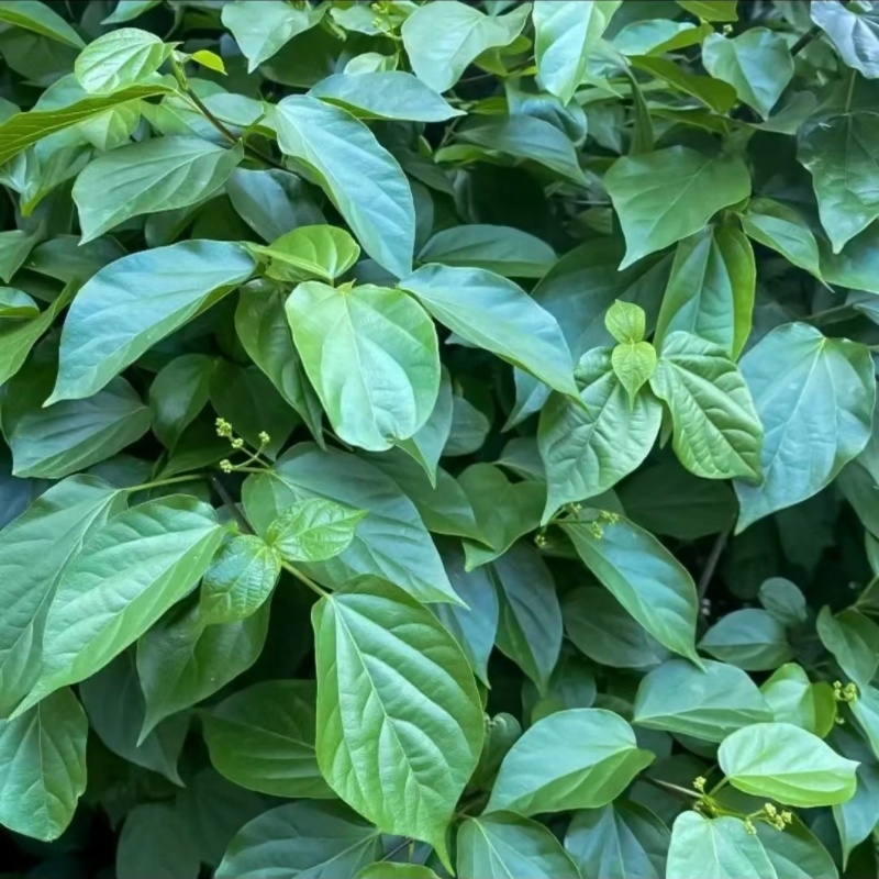 神仙豆腐精粉树叶凉粉豆腐柴臭黄荆斑鸠叶观音树叶干粉