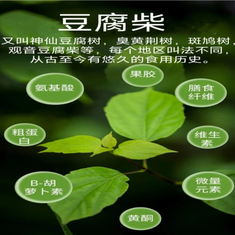 神仙豆腐精粉树叶凉粉豆腐柴臭黄荆斑鸠叶观音树叶干粉