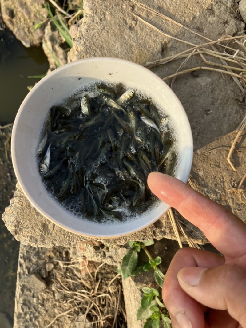 花鲢苗3公分左右，一斤1500条左右，大头花鲢