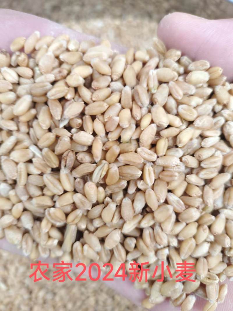 农家自磨面粉不含任何添加剂防腐剂，不提取麦胚，有浓浓麦香