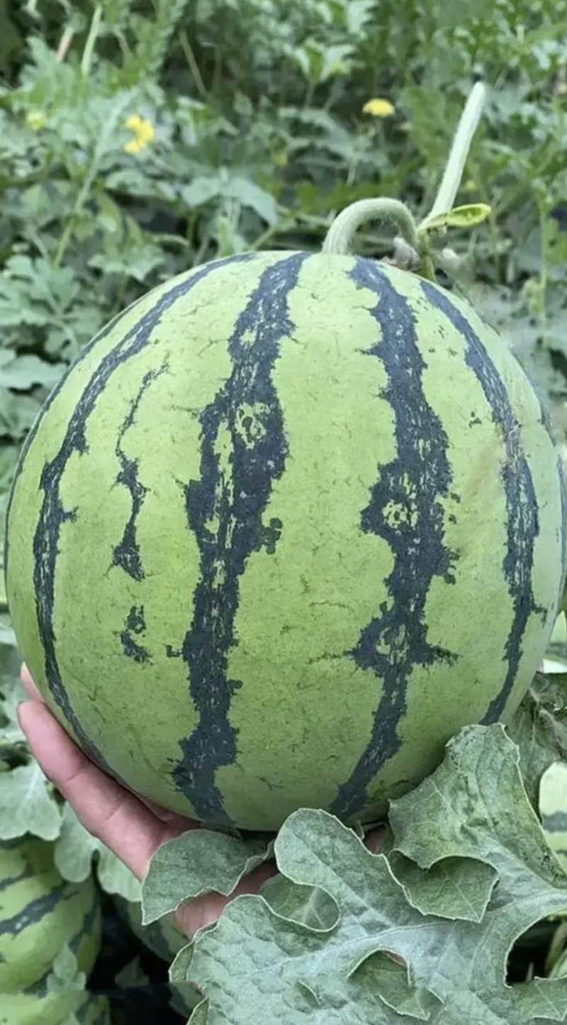 【头茬8424】麒麟瓜小薄皮大红瓤一手货源无中间商