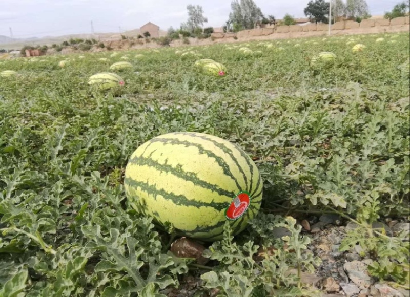 【推荐】宁夏硒砂瓜代办包熟包甜耐运输量大从优