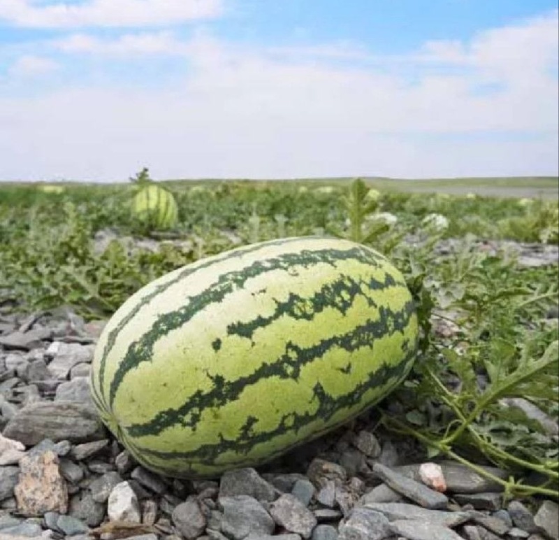 【推荐】宁夏硒砂瓜代办包熟包甜耐运输量大从优