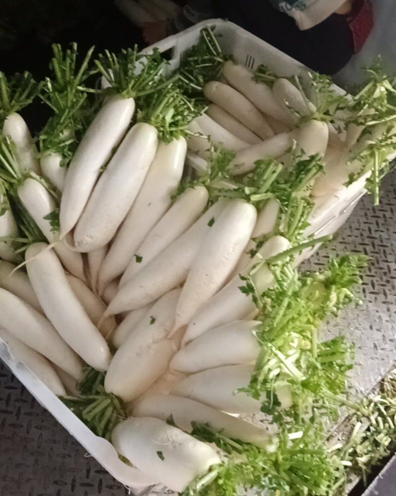 白萝卜