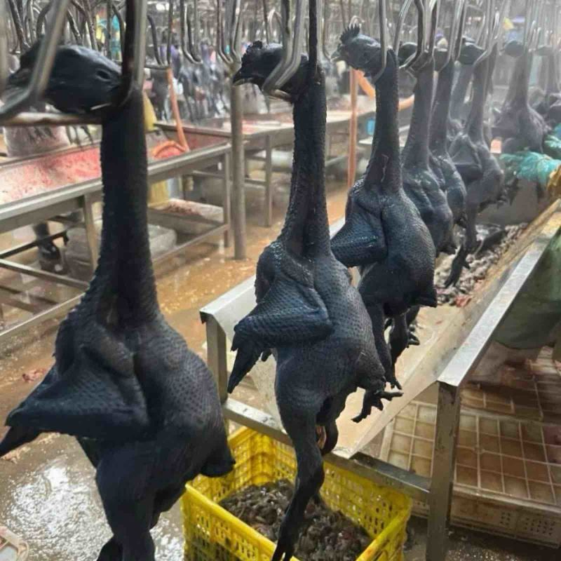 乌鸡规格齐全常年生产质量品质佳全国冷链发货