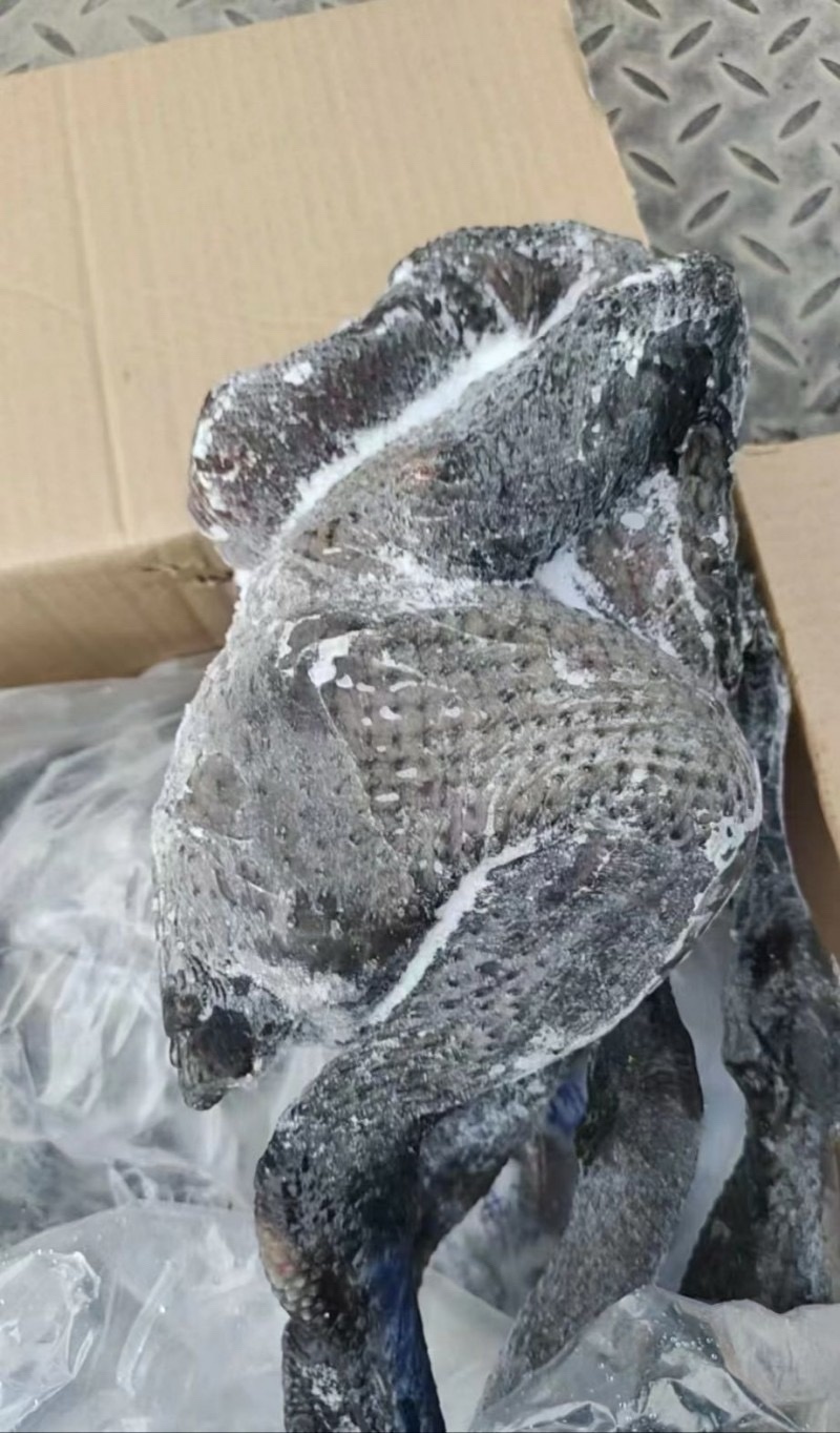 乌鸡规格齐全常年生产质量品质佳全国冷链发货