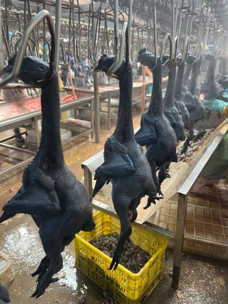乌鸡规格齐全常年生产质量品质佳全国冷链发货