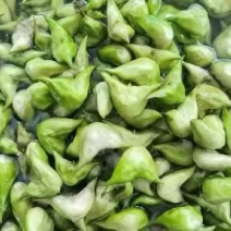 江苏泰州菱角现摘现发老菱角，嫩菱角，菱角米，自产自销