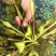 江苏泰州菱角现摘现发老菱角，嫩菱角，菱角米，自产自销