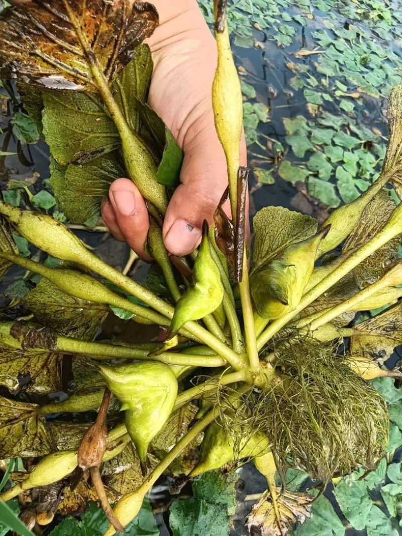 江苏泰州菱角现摘现发老菱角，嫩菱角，菱角米，自产自销