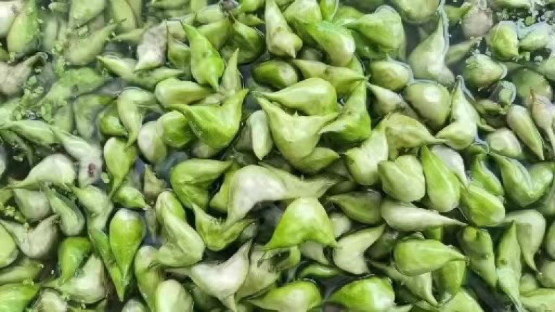 江苏泰州菱角现摘现发老菱角，嫩菱角，菱角米，自产自销