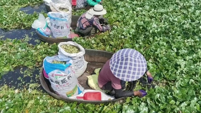 江苏泰州菱角现摘现发老菱角，嫩菱角，菱角米，自产自销