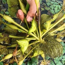 江苏泰州嫩菱角现摘现发脆嫩香甜可发全国欢迎联系