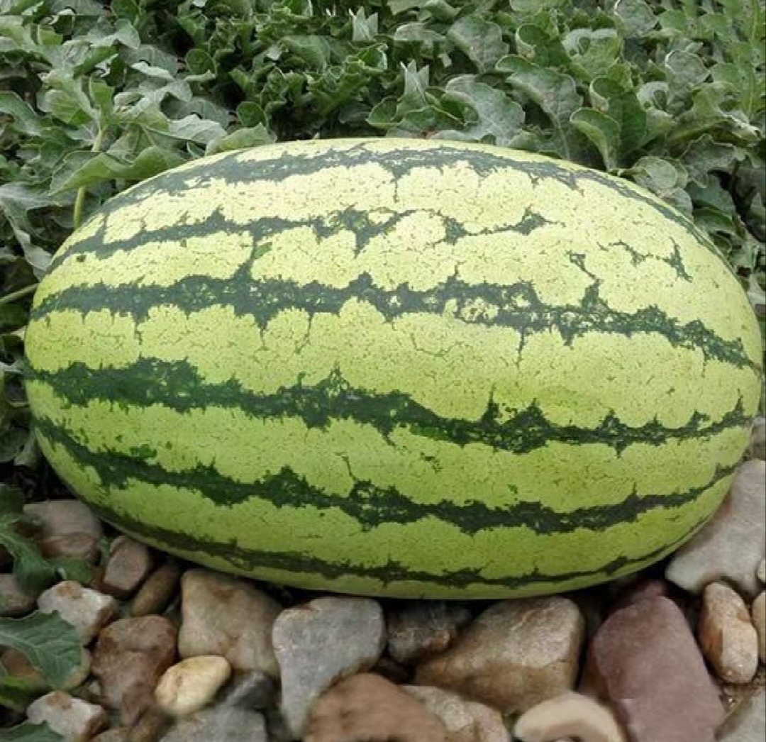 金花1号苏南标准化大棚种植场景