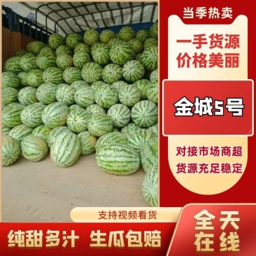 金城五号，沙地大红瓤，口感好，皮毛亮，正在上市中，欢迎老
