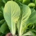 泰国快菜种子耐湿耐湿抗热白菜菜种籽夏春秋季小青菜四季蔬菜