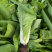泰国快菜种子耐湿耐湿抗热白菜菜种籽夏春秋季小青菜四季蔬菜