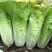 泰国快菜种子耐湿耐湿抗热白菜菜种籽夏春秋季小青菜四季蔬菜