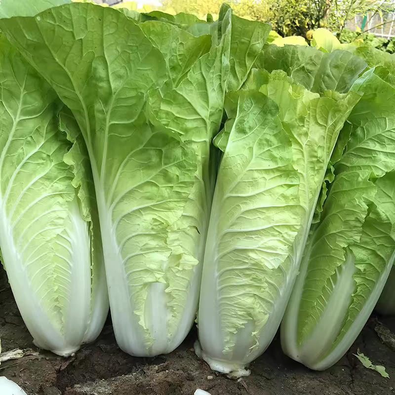 泰国快菜种子耐湿耐湿抗热白菜菜种籽夏春秋季小青菜四季蔬菜