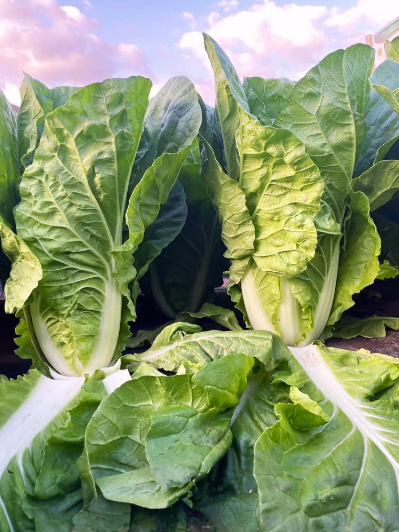 泰国快菜种子耐湿耐湿抗热白菜菜种籽夏春秋季小青菜四季蔬菜