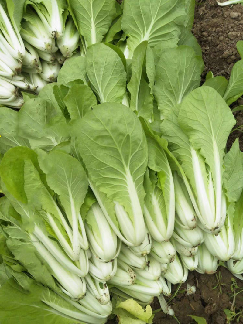 泰国快菜种子耐湿耐湿抗热白菜菜种籽夏春秋季小青菜四季蔬菜