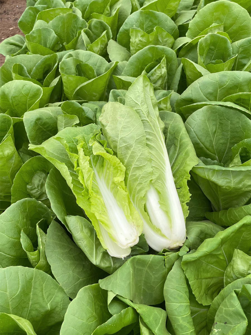 泰国快菜种子耐湿耐湿抗热白菜菜种籽夏春秋季小青菜四季蔬菜