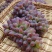 茉莉香葡萄山东葡萄半斤起步脆甜多汁爽对接电商市场定货代发