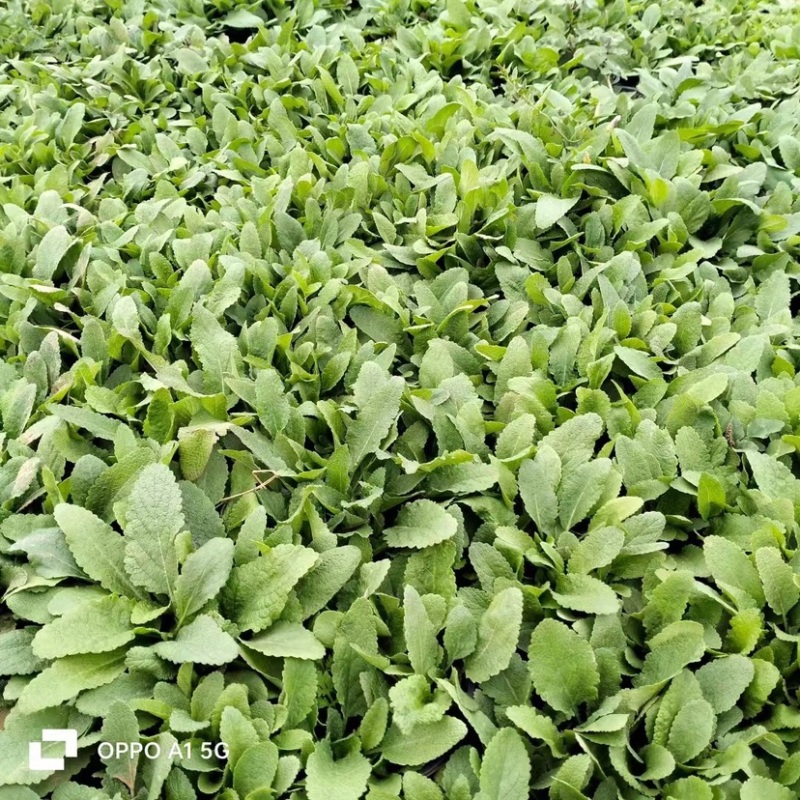 兰花鼠尾草大量现货，欢迎采购，售后无忧