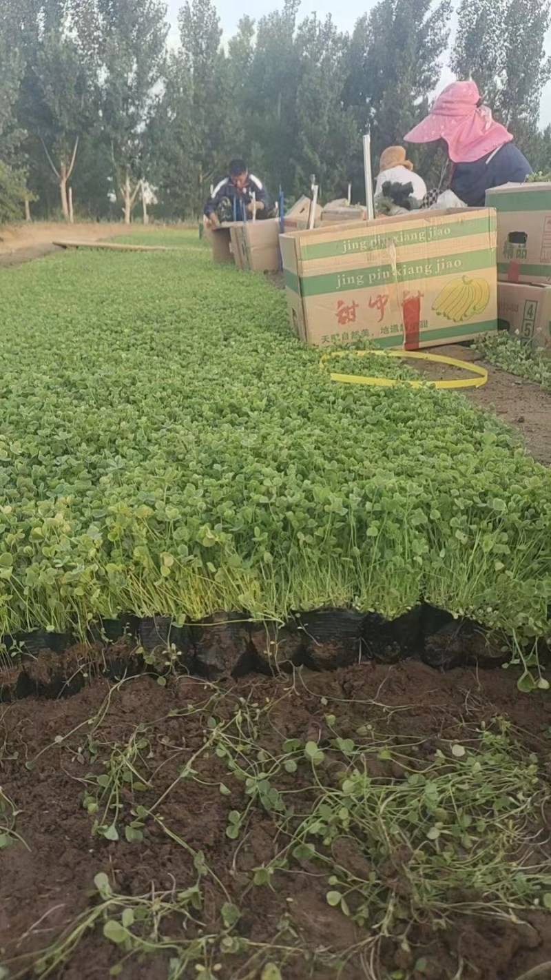 白三叶大量现货供应品质保证正品，售后无忧欢迎光临咨询