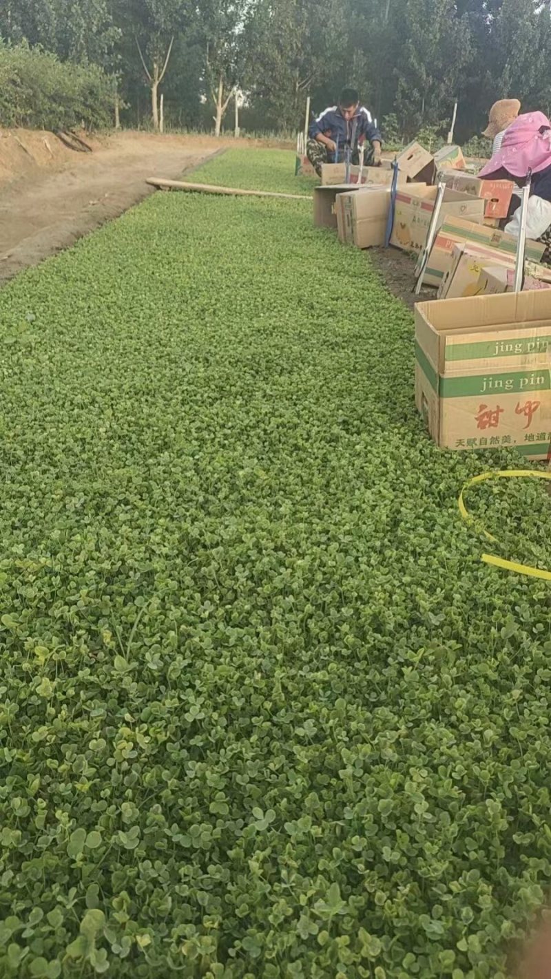 白三叶大量现货供应品质保证正品，售后无忧欢迎光临咨询