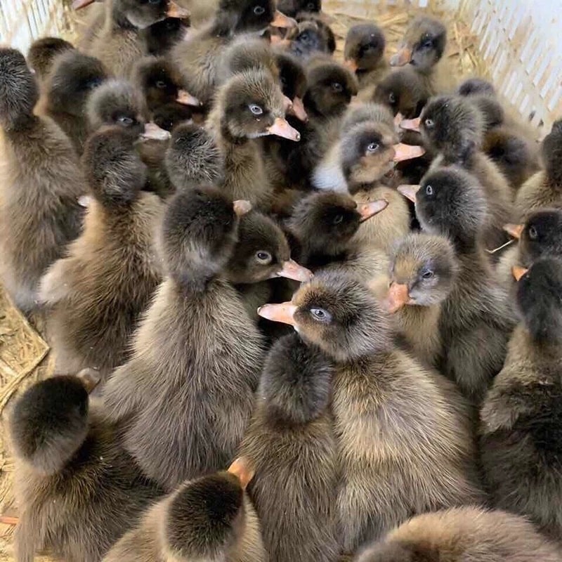《精》金锭鸭苗包防疫包运输包成活率货到满意付款诚信服务