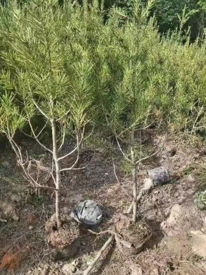 山西直发油松绿化树苗，诚意为本，价格便宜。