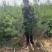 山西直发油松绿化树苗，诚意为本，价格便宜。