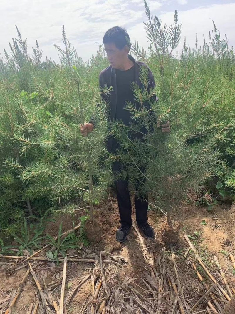 山西直发油松绿化树苗，诚意为本，价格便宜。