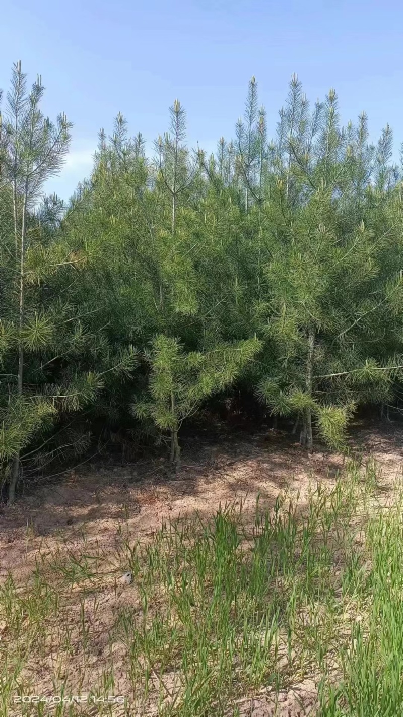 山西直发油松绿化树苗，诚意为本，价格便宜。