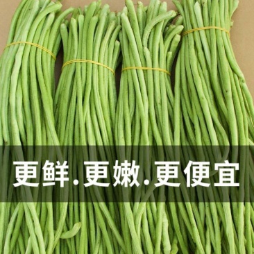 当天现摘长豆角5斤新鲜蔬菜3斤嫩豇豆现摘青豆角可腌制酸豆