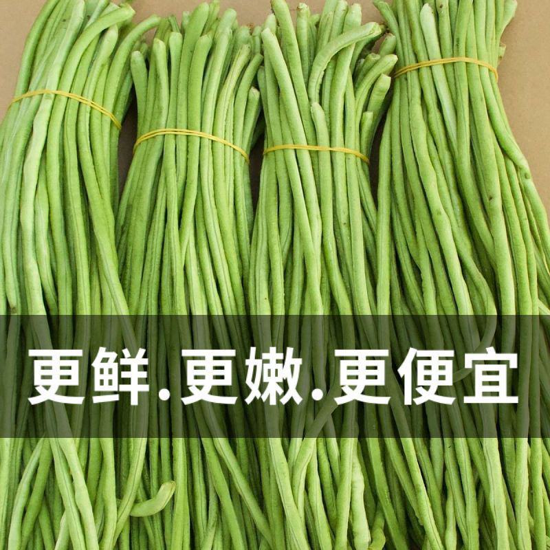 当天现摘长豆角5斤新鲜蔬菜3斤嫩豇豆现摘青豆角可腌制酸豆