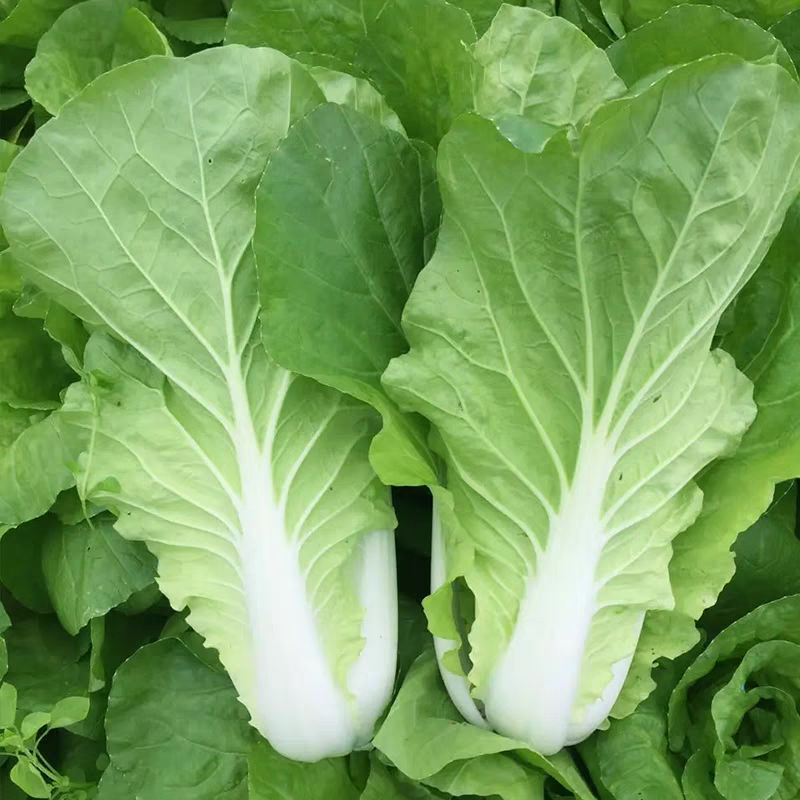 极速快菜种子生长快速不结球杂交速生白菜春夏秋播种耐热