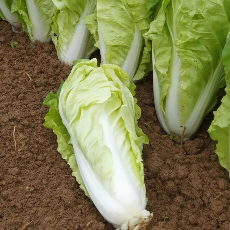 极速快菜种子生长快速不结球杂交速生白菜春夏秋播种耐热