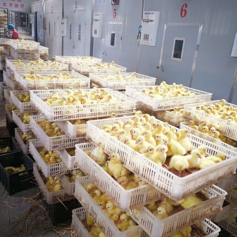 三花鹅苗包防疫包运输包成活率货到满意付款诚信服务